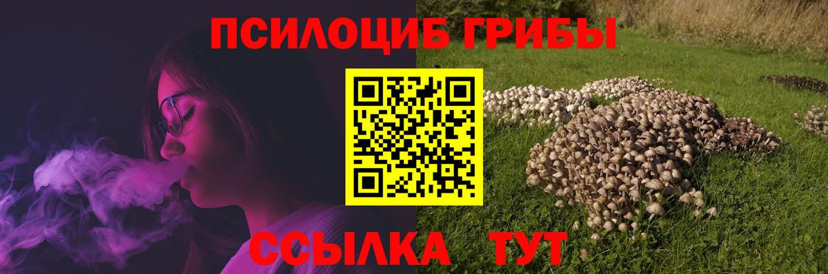 Галлюциногенные грибы Psilocybe Ковров